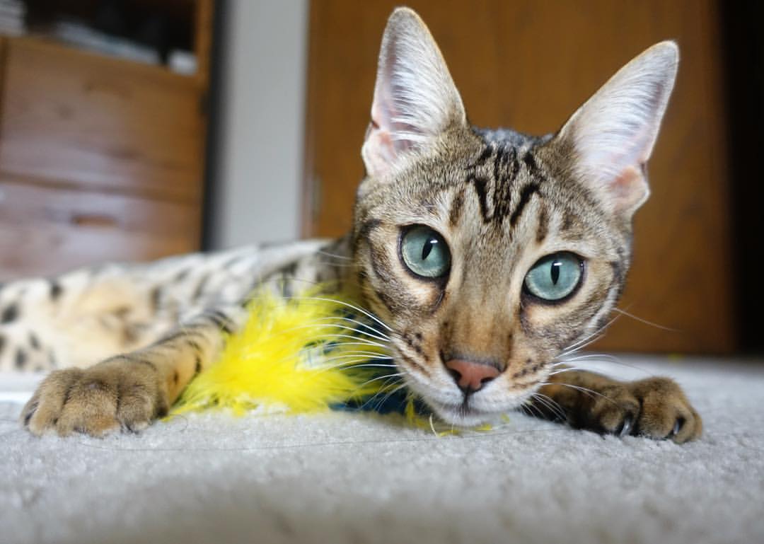 亚特兰大的战术镰刀与库尔图瓦的叹息之墙,当收割成为一种必然