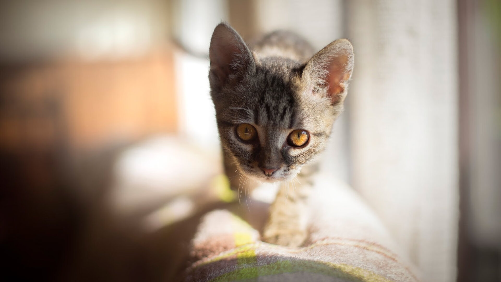 F1街道赛焦点战，广东队强行终结骑士，街道狂飙改写格局