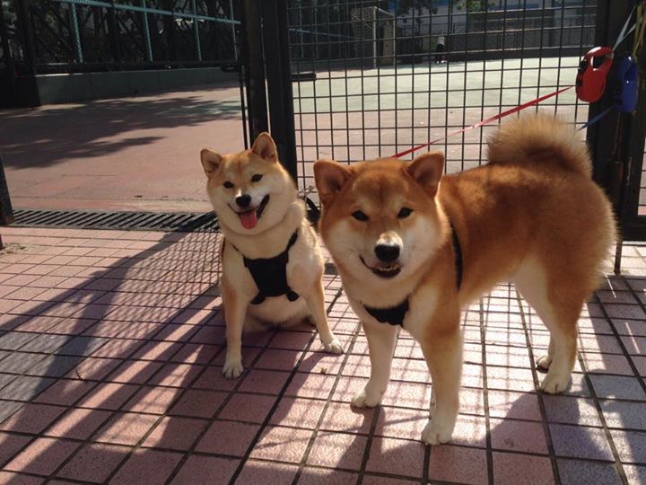 F1街道赛焦点战，广东队强行终结骑士，街道狂飙改写格局