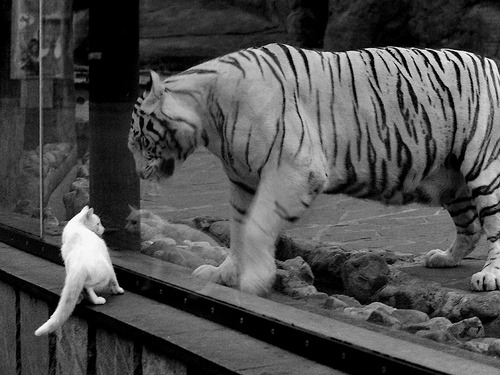 钢铁之盾罗德里戈锁定胜局,加拿大压哨绝杀克罗地亚