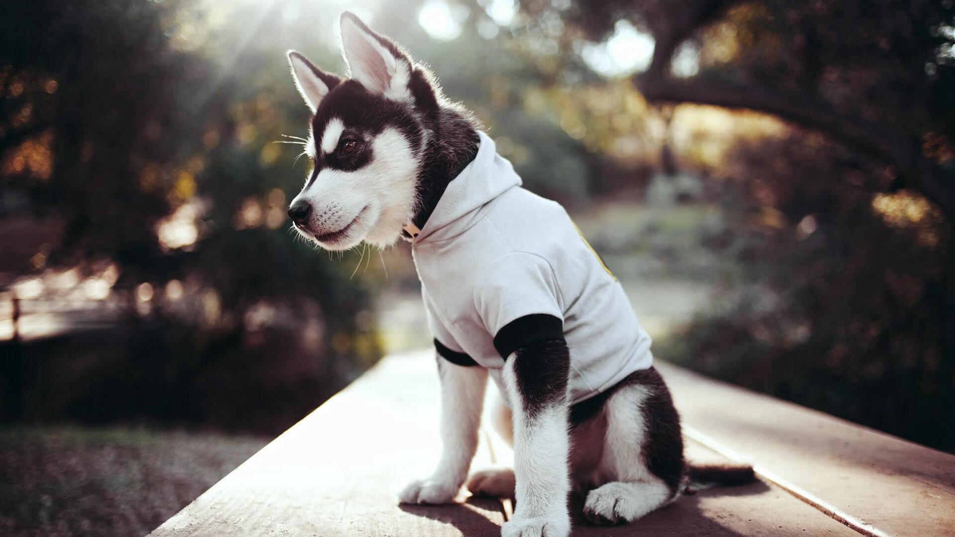 冠军的两种时速，极速飞驰与战术鏖战中的殊途同归