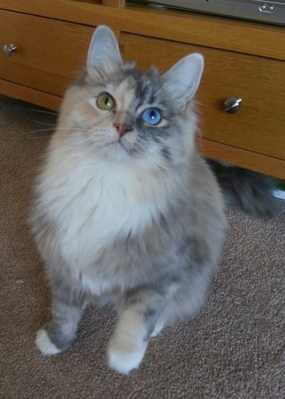 姆巴佩完美发挥助法国晋级，哥斯达黎加力克丹麦创奇迹