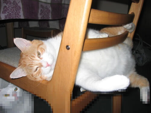 一剑封喉，巴雷拉与摩洛哥篮球的荣耀时刻