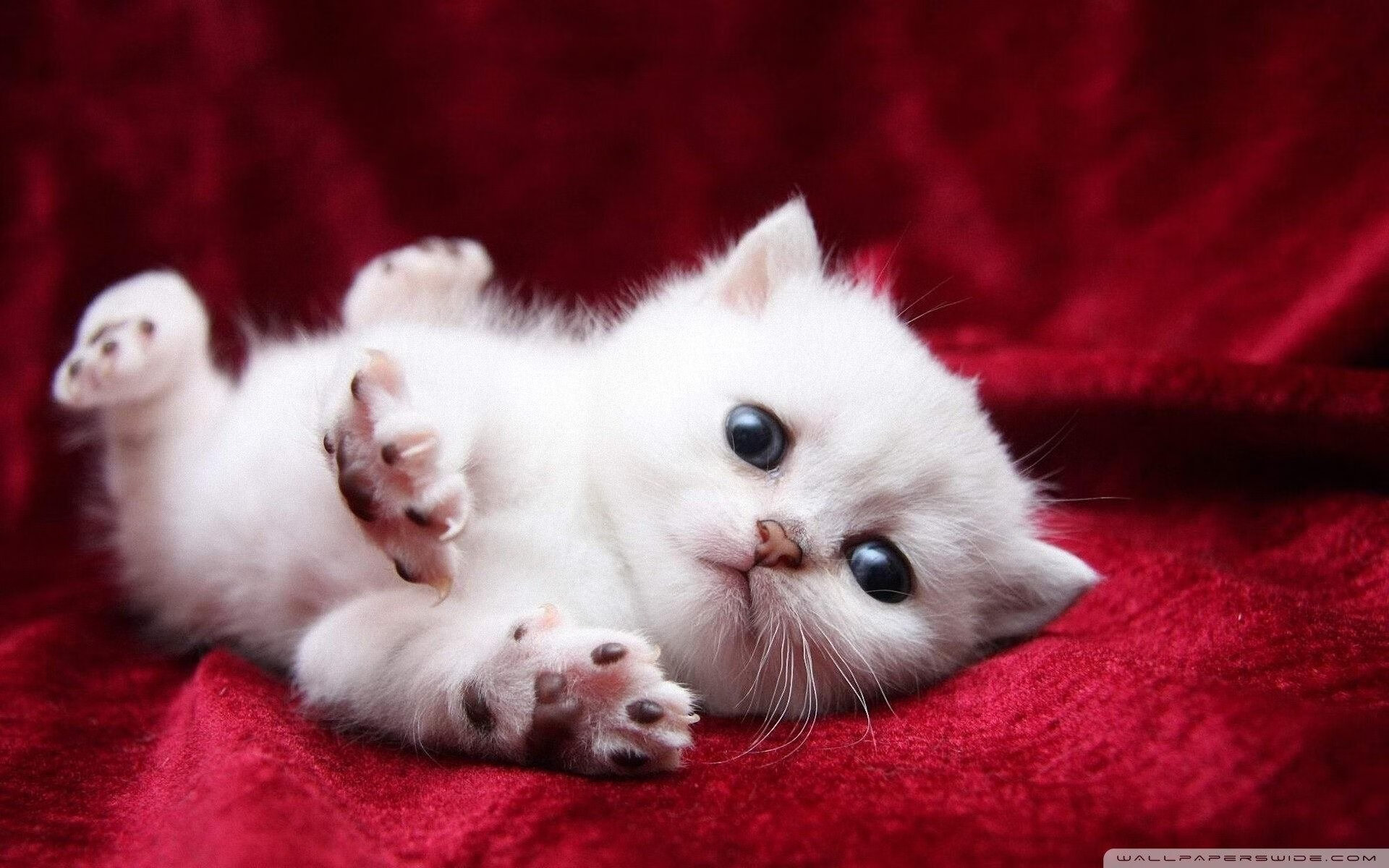 致命错置，本泽马的错位破晓，让安哥拉对阵希腊一役提前终章