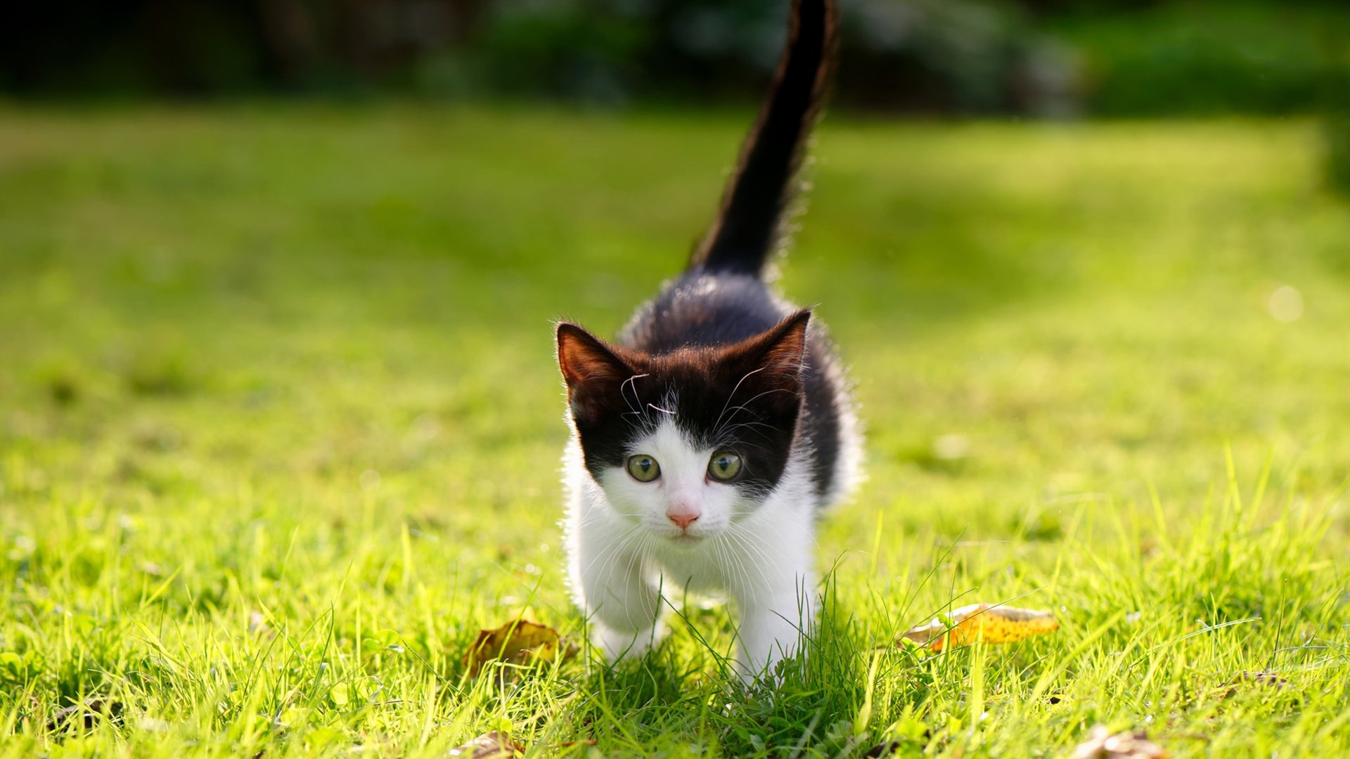 亚特兰大欧战全面压制瑞士劲旅，福登焦点战破茧成蝶证身价