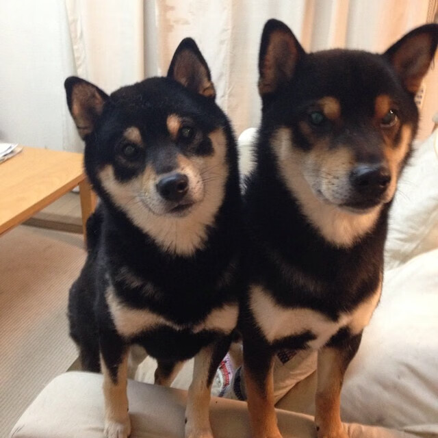 开云体育-战术快船，吉林队如何用美加墨式闪电战提前终结赛场悬念？